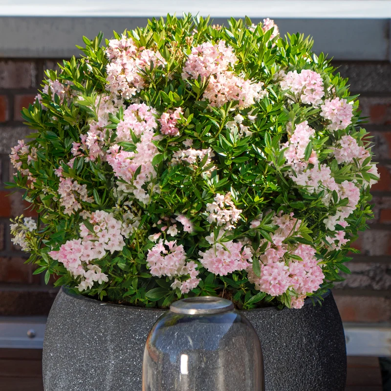 Rhododendron 'Bloombux'® Pink XXL-Kugel