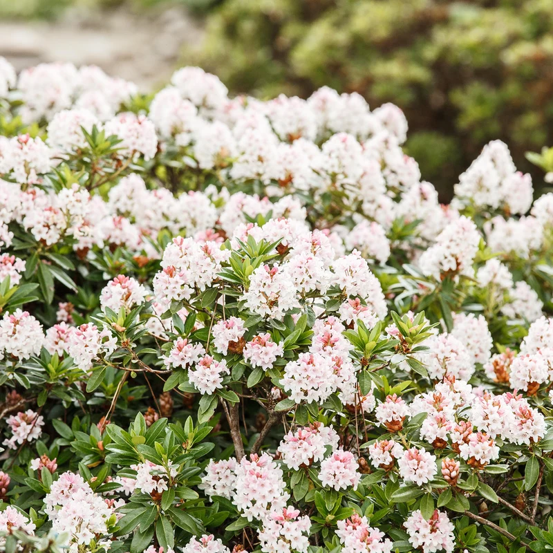 Rhododendron 'Bloombux'® Pink XXL-Kugel
