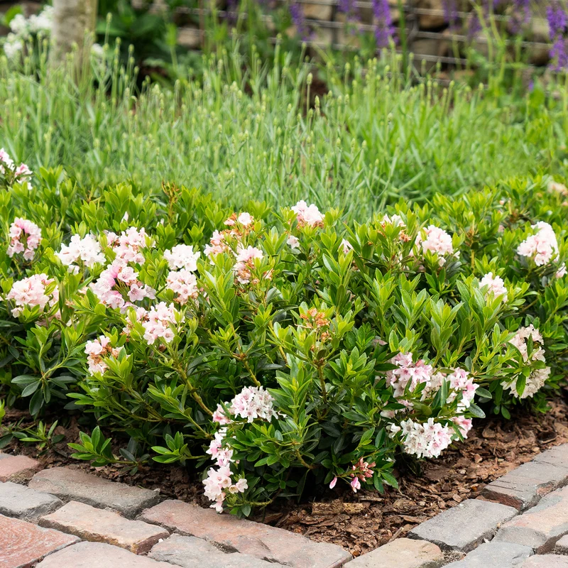 Rhododendron 'Bloombux'® Pink XXL-Kugel