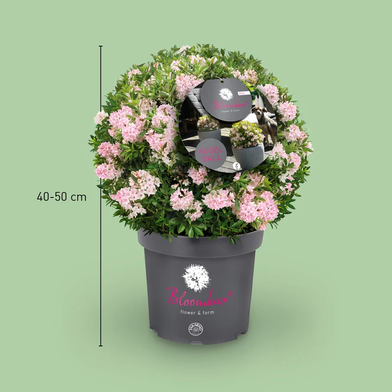 Rhododendron 'Bloombux'® Pink XXL-Kugel
