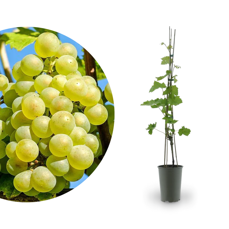 Weinrebe 'Lakemont'