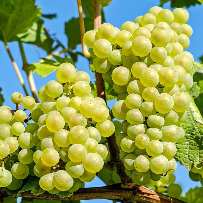 Weinrebe 'Lakemont'