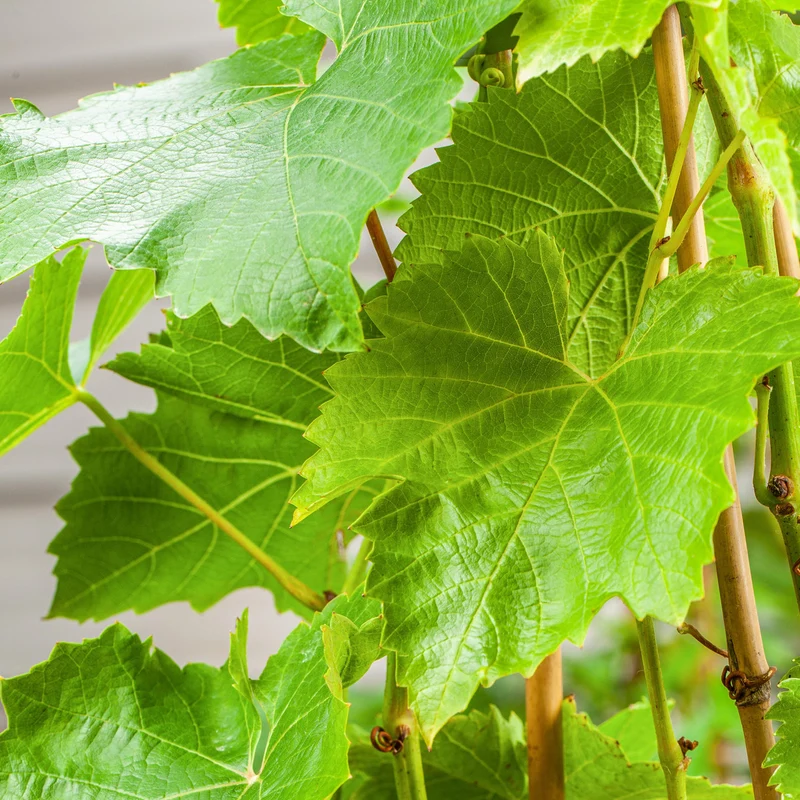 Weinrebe 'Lakemont'