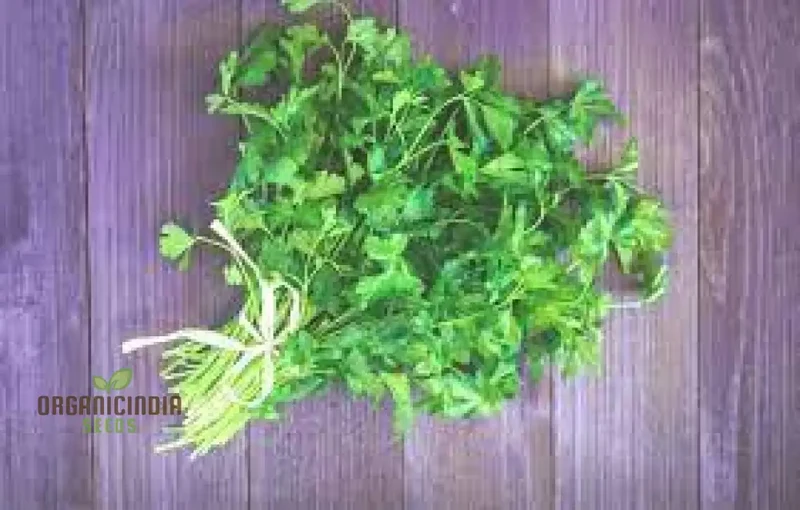 Coriander (Dhania) Seeds – Premium Kerbel Gewelltes Herb Seeds for Planting, Culinary & Garden Use