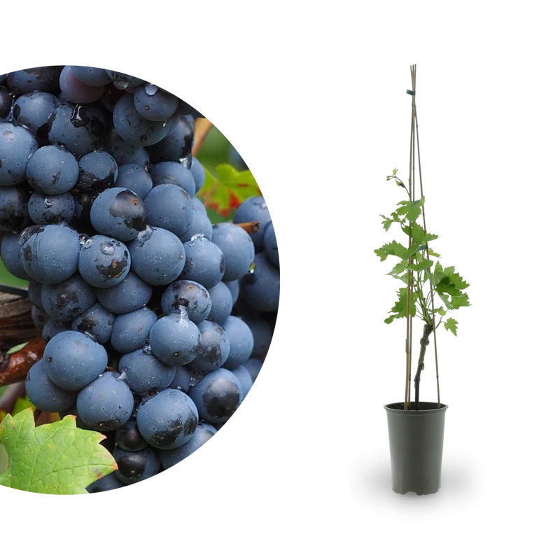 Weinrebe 'Attika'
