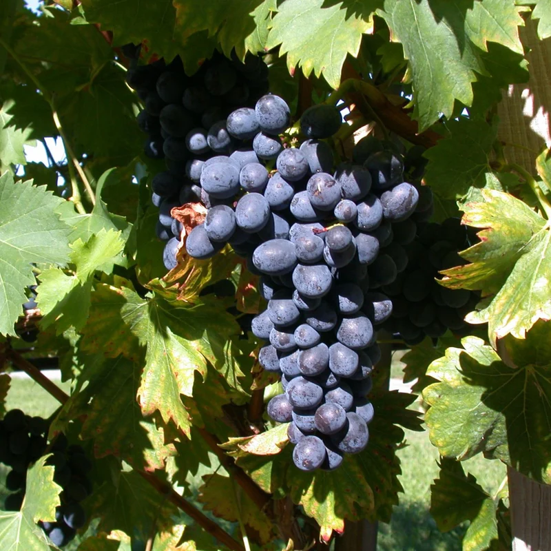 Weinrebe 'Attika'