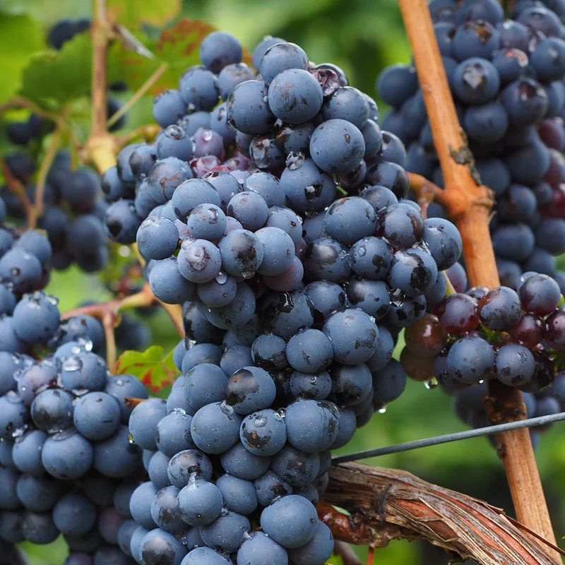 Weinrebe 'Attika'