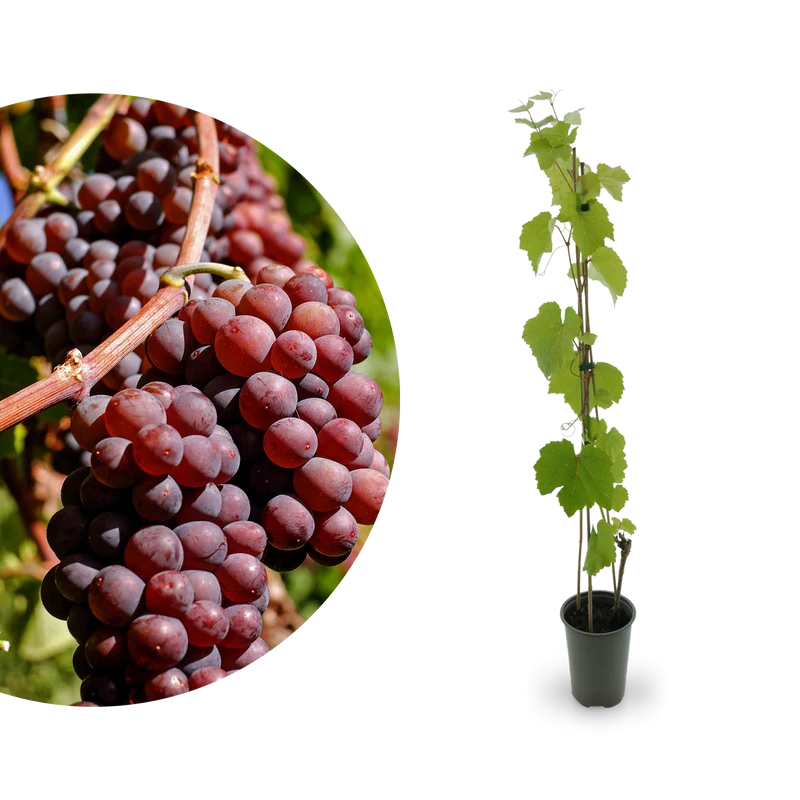 Weinrebe 'Vanessa'