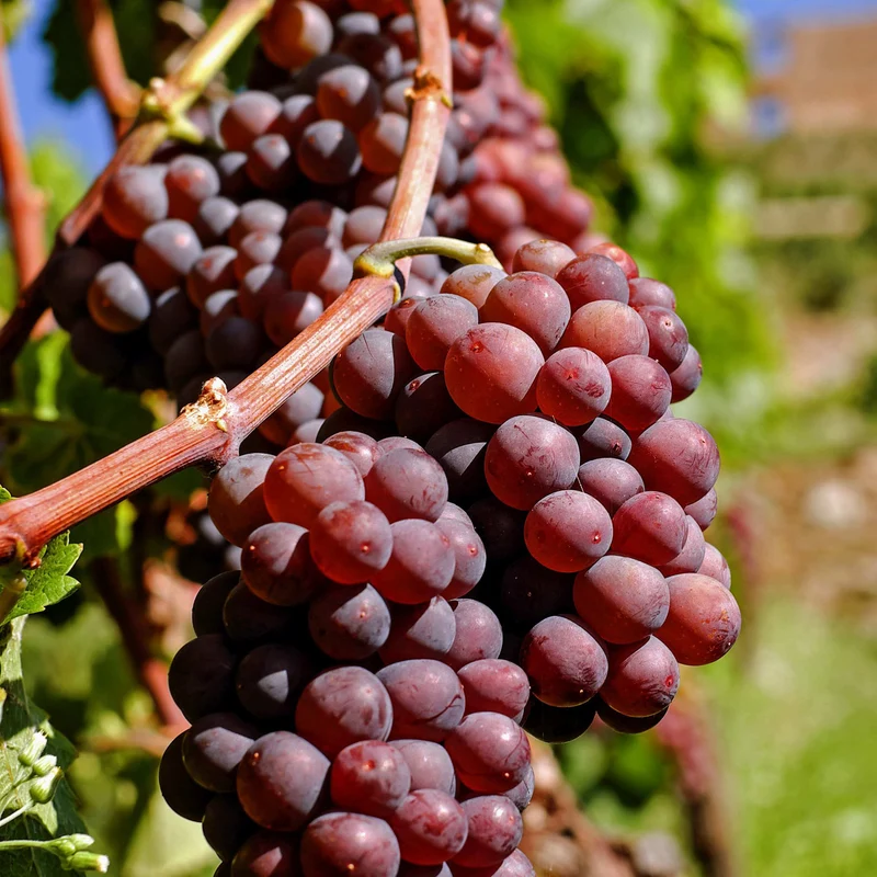 Weinrebe 'Vanessa'