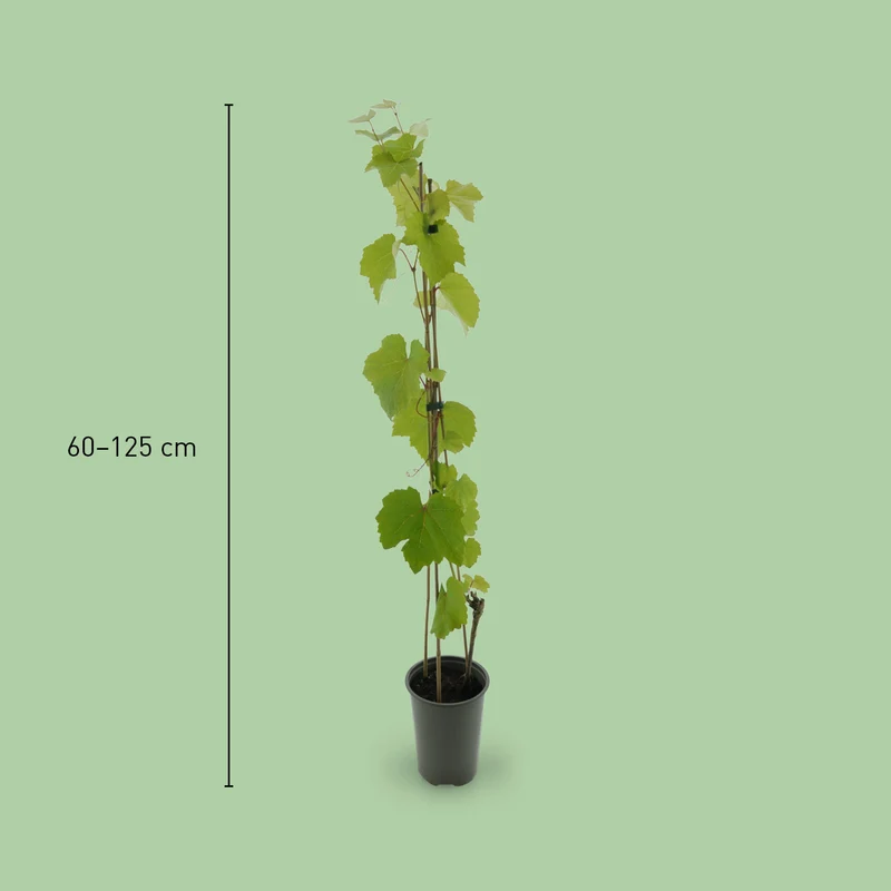 Weinrebe 'Vanessa'