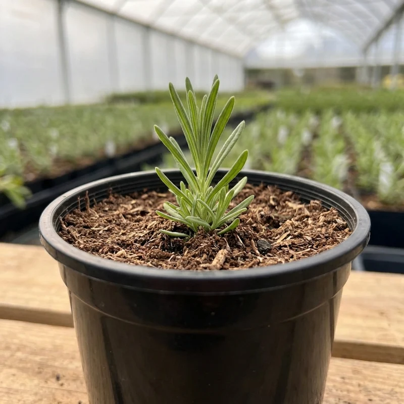 Schwarzer Anzuchttopf – Ø 9 cm, Höhe 7 cm