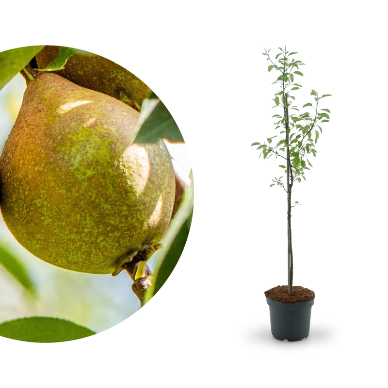 Bio-Birnbaum 'Gute Luise'
