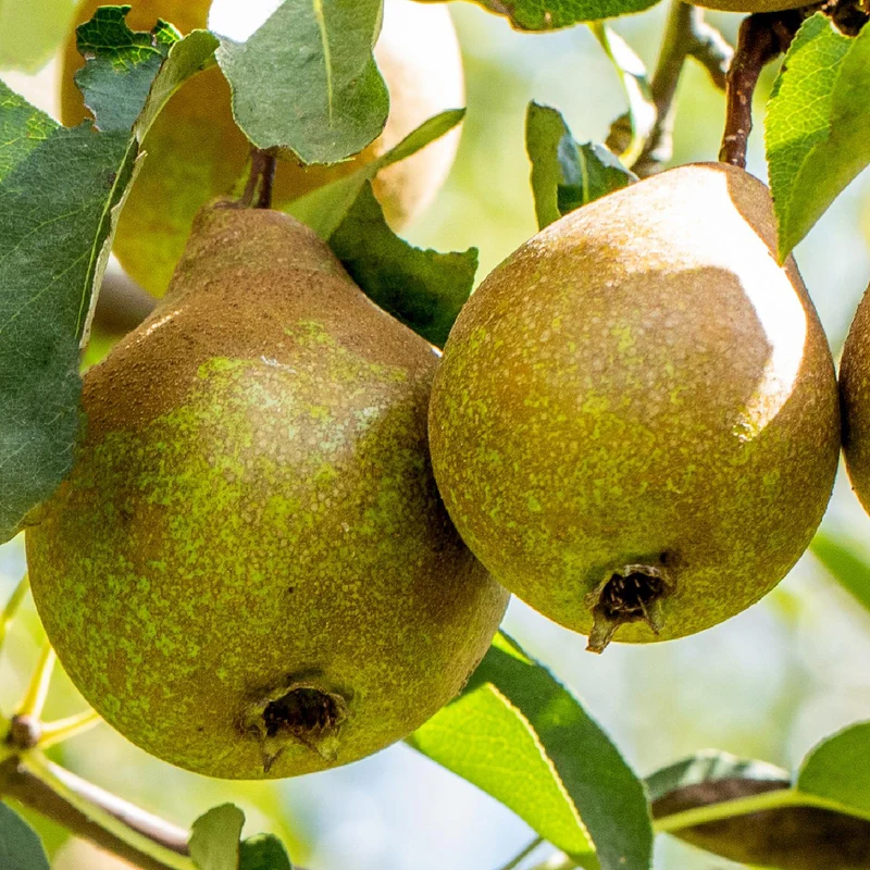 Bio-Birnbaum 'Gute Luise'