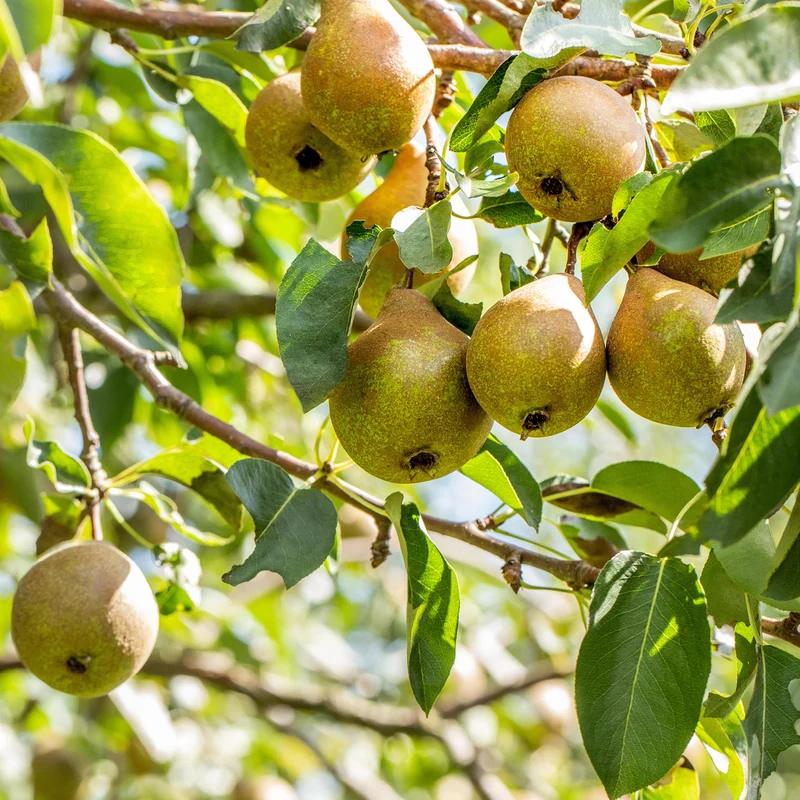 Bio-Birnbaum 'Gute Luise'