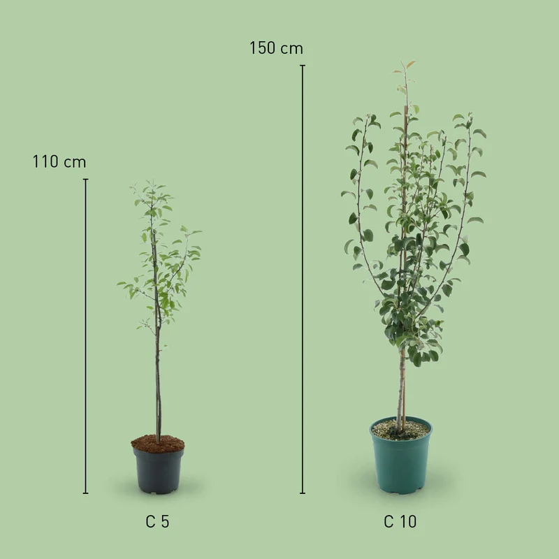 Bio-Birnbaum 'Gute Luise'