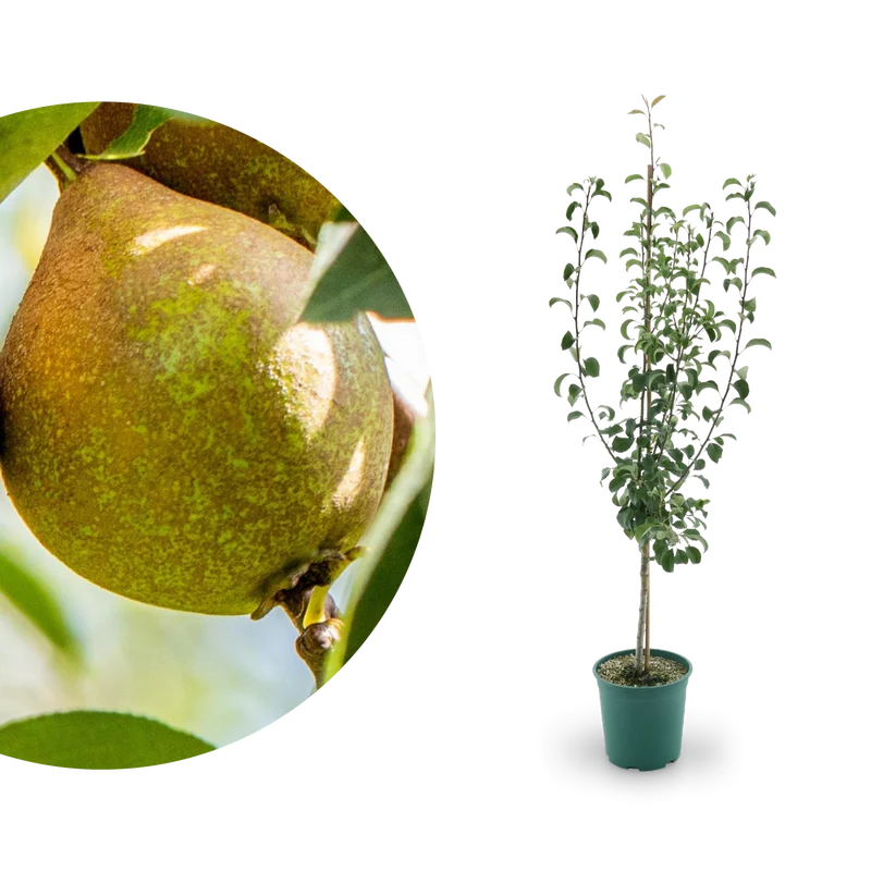 Bio-Birnbaum 'Gute Luise'