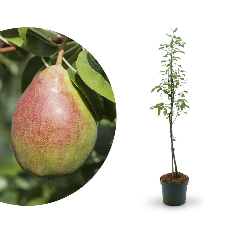 Bio-Birnbaum 'Clapps Liebling'