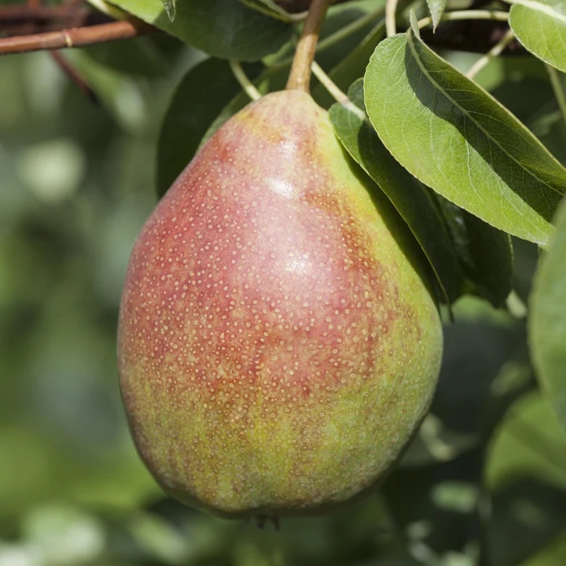 Bio-Birnbaum 'Clapps Liebling'