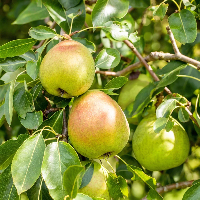 Bio-Birnbaum 'Clapps Liebling'