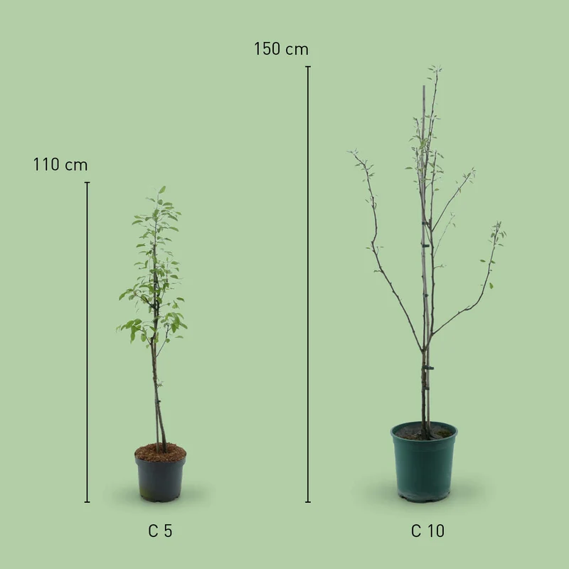Bio-Birnbaum 'Clapps Liebling'