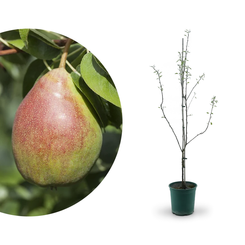 Bio-Birnbaum 'Clapps Liebling'