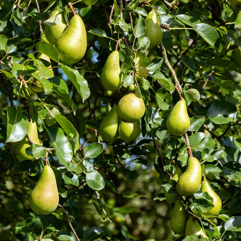 Bio-Birnbaum 'Conference'