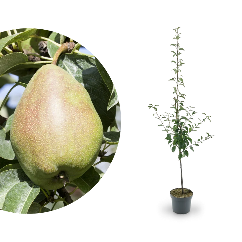 Bio-Birnbaum 'Köstliche von Charneux'