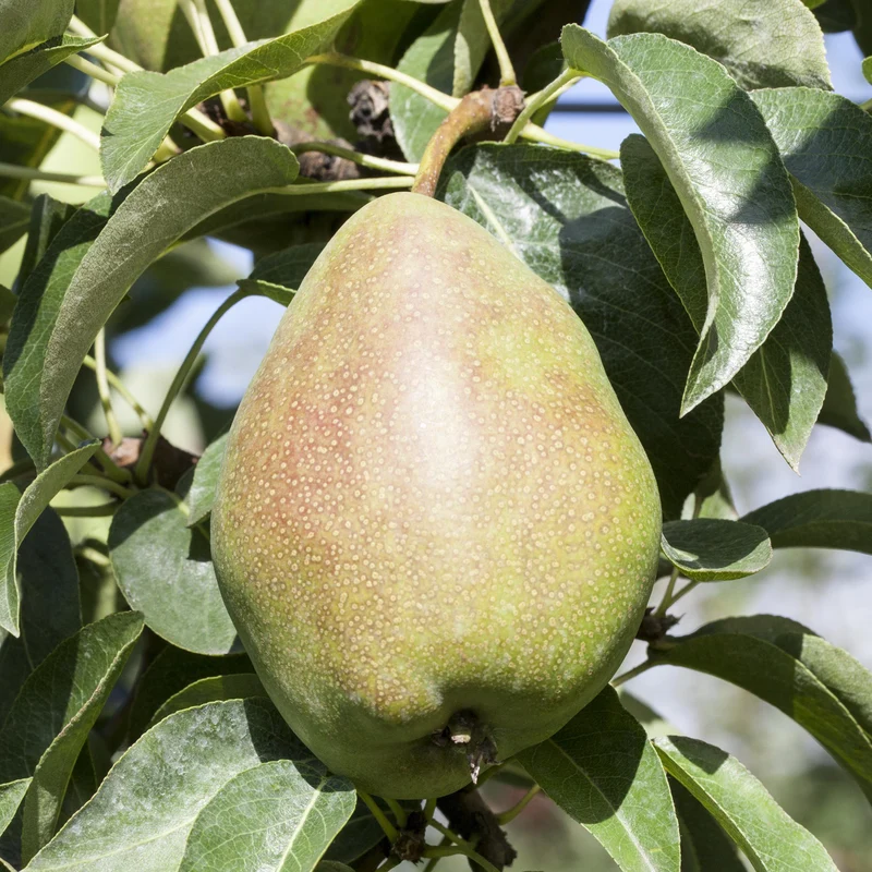 Bio-Birnbaum 'Köstliche von Charneux'