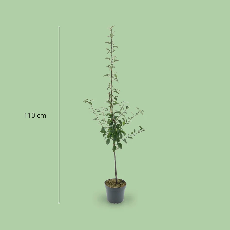 Bio-Birnbaum 'Köstliche von Charneux'