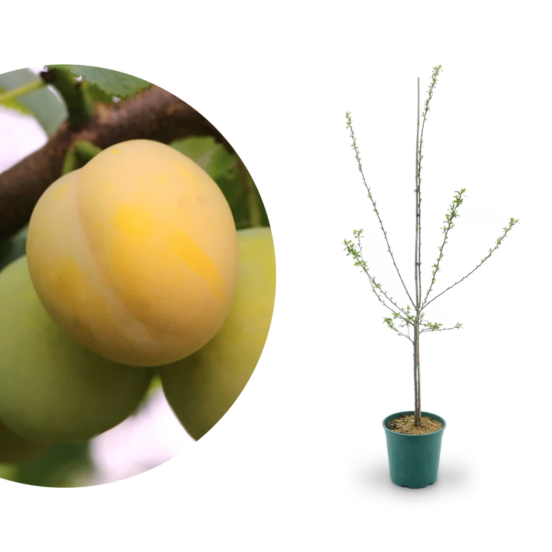 Bio-Mirabellenbaum 'Bellamira'