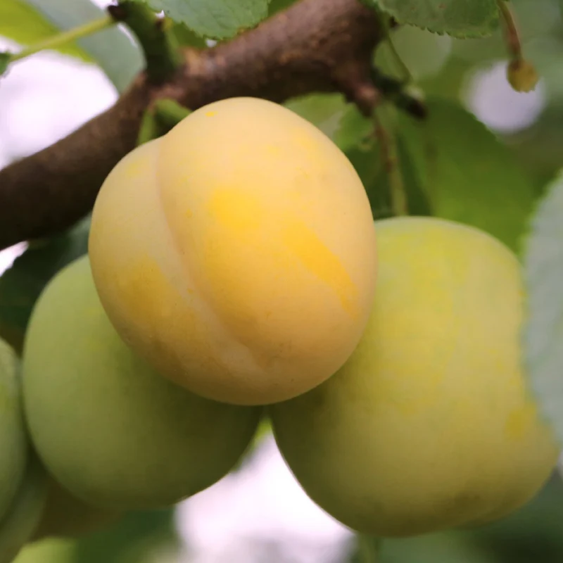 Bio-Mirabellenbaum 'Bellamira'