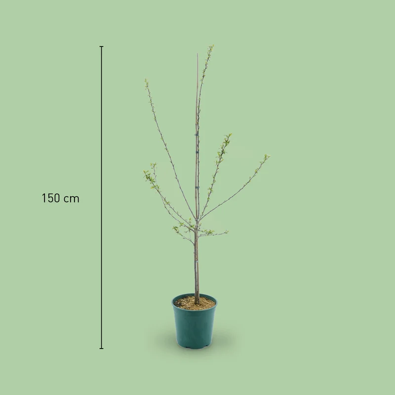 Bio-Mirabellenbaum 'Bellamira'