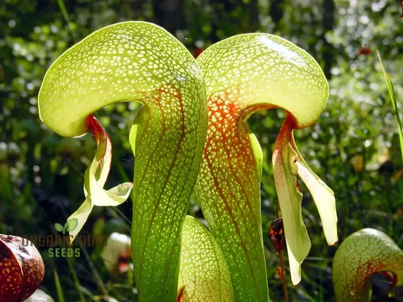 Bonsai Meat Eating Cobra Lily Californica Flower Seeds, Expert Planting and Cultivation Guide