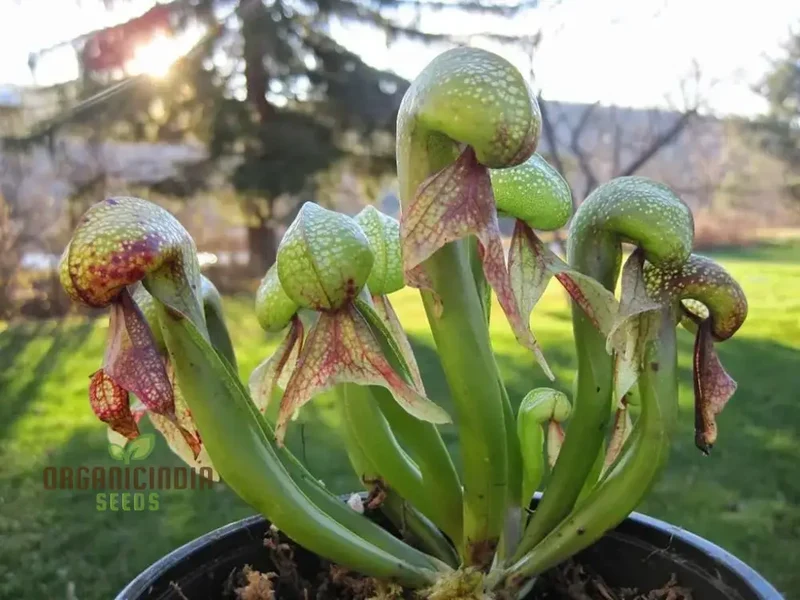 Bonsai Meat Eating Cobra Lily Californica Flower Seeds, Expert Planting and Cultivation Guide