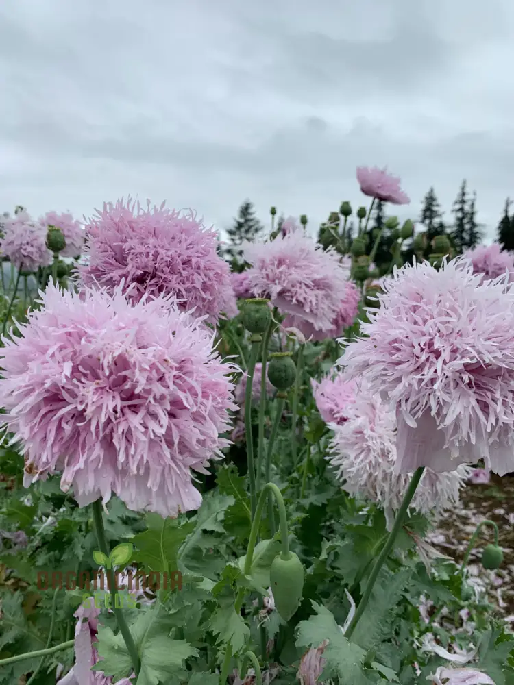 Lilac Pompom Poppy Flower Seeds for Vibrant Garden Blooms, High-Quality Gardening Seeds for Stunning Poppy Flowers Seeds