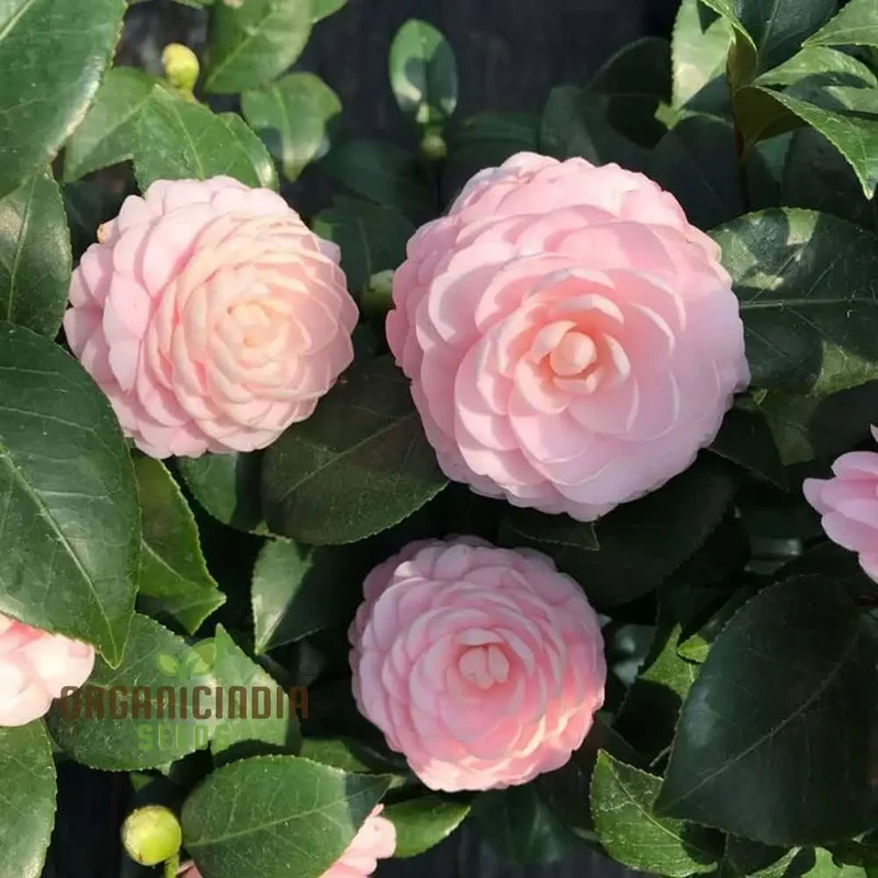 Pink Camellia Flower Seeds for Planting, Exquisite Blooms for Your Garden, Premium Gardening Seeds