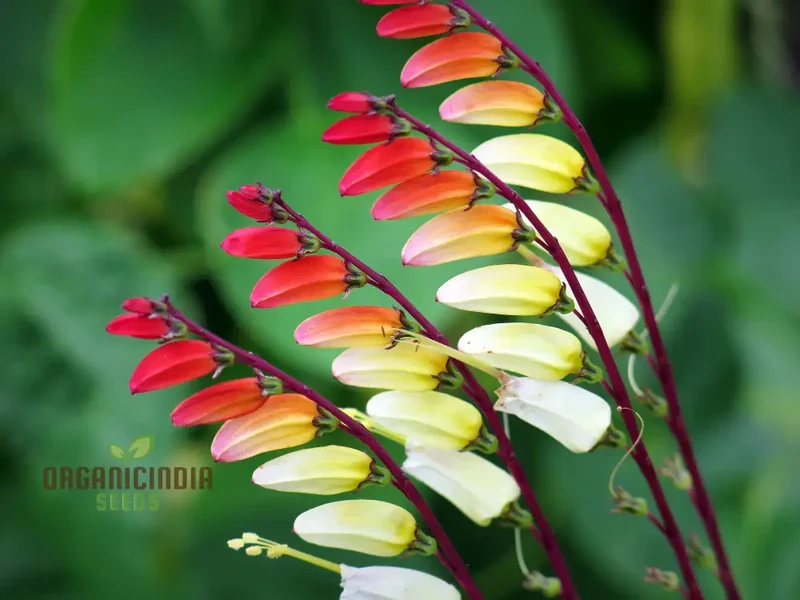 Mina Lobata Seeds (Fire Cracker Vine Seeds) - Rare Climbing Annual for Colorful Garden Displays