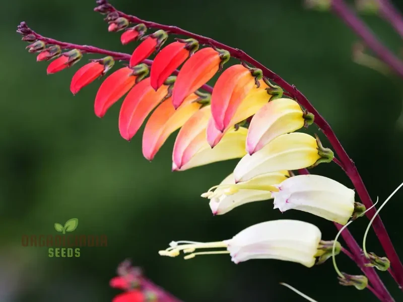 Mina Lobata Seeds (Fire Cracker Vine Seeds) - Rare Climbing Annual for Colorful Garden Displays