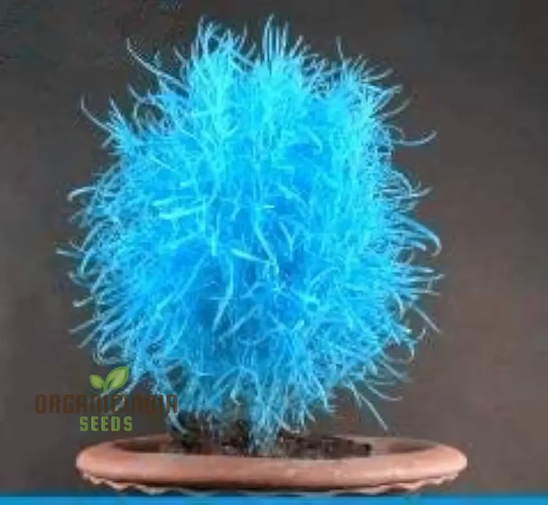 Blue Burning Bush Kochia Scoparia Grass Seeds - Vibrant Color, Planting Guide Included