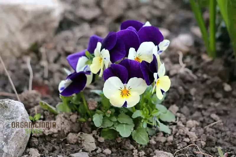 Johnny Jump Up Seeds (Flower Mix) - Vibrant Colors & Hardy All-Season Blooms