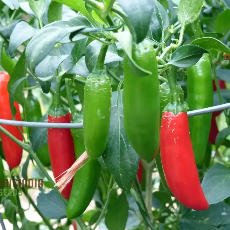Hot Pepper Serrano Vegetable Seeds for Planting, Seeds for Thriving Vegetable Gardens