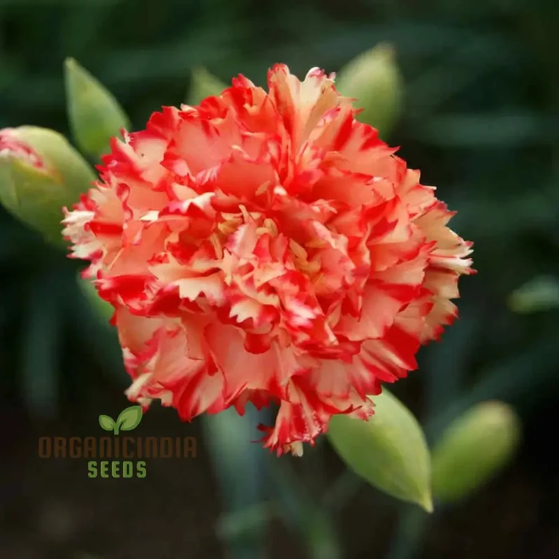 Giant Mixed Carnation Seeds – Premium Garden Variety for Planting & Landscaping