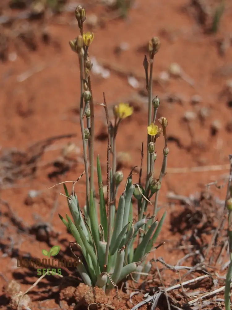 Bulbine Semibarbata Seeds – Rare Australian Succulent for Garden Planting