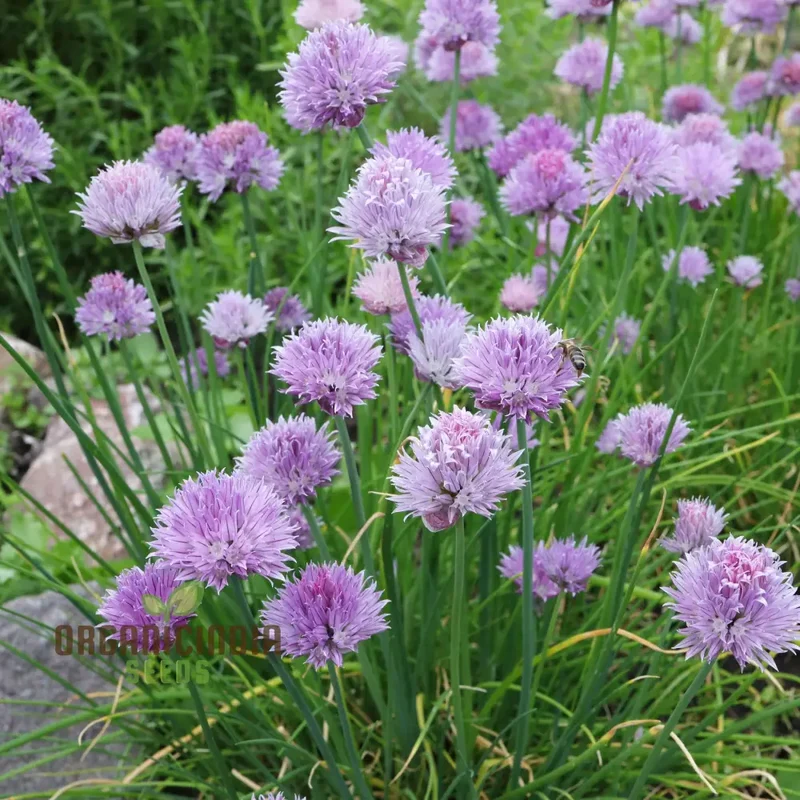 Allium Schoenoprasum Flower Seeds for Planting
