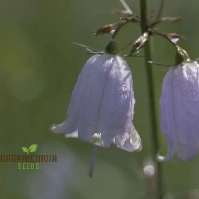 Adenophora Khasiana Seeds for Planting, Enhance Your Garden with Exquisite Floral Beauty