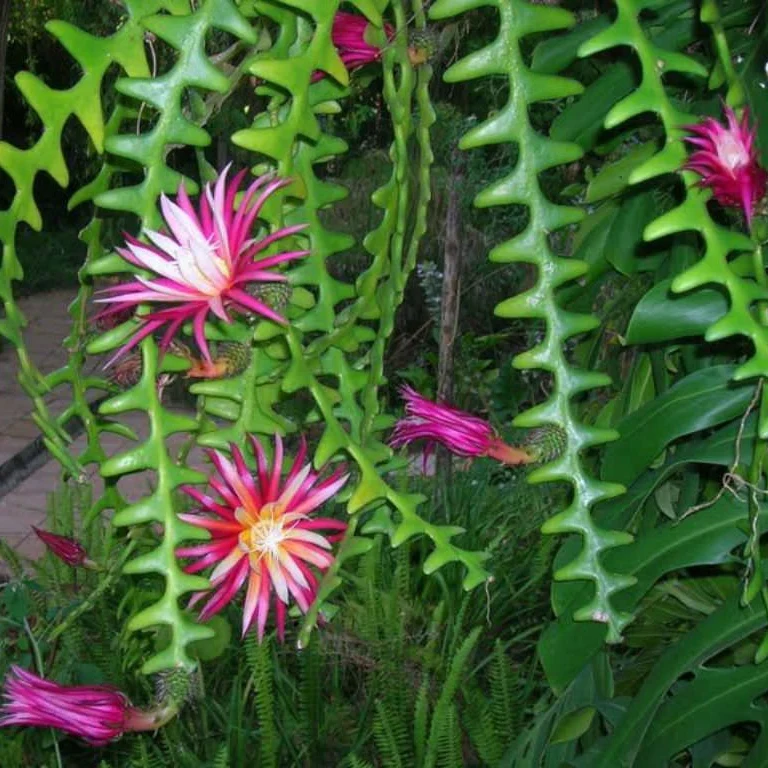 Fishbone Cactus Seeds (Epiphyllum Anguliger) Unique Zigzag Hanging Planting