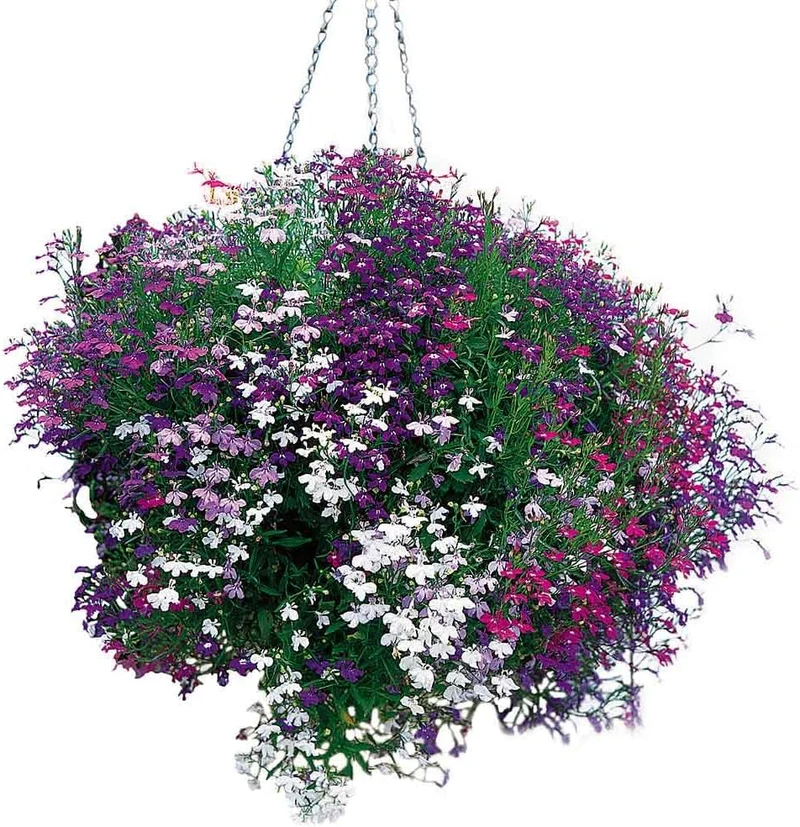 Lobelia Seeds (Lobelia Regatta Mix Seeds) - Vibrant Trailing Blooms for Hanging Baskets