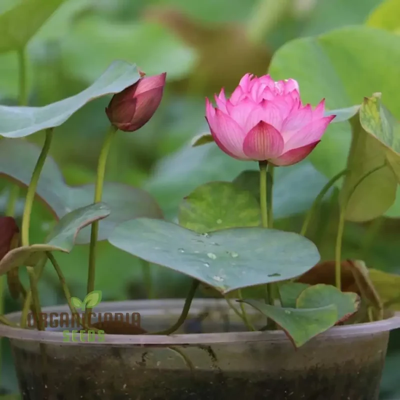 Water Lily Flower Seeds - Mixed Colors for Pond Garden, Planting Guide Included