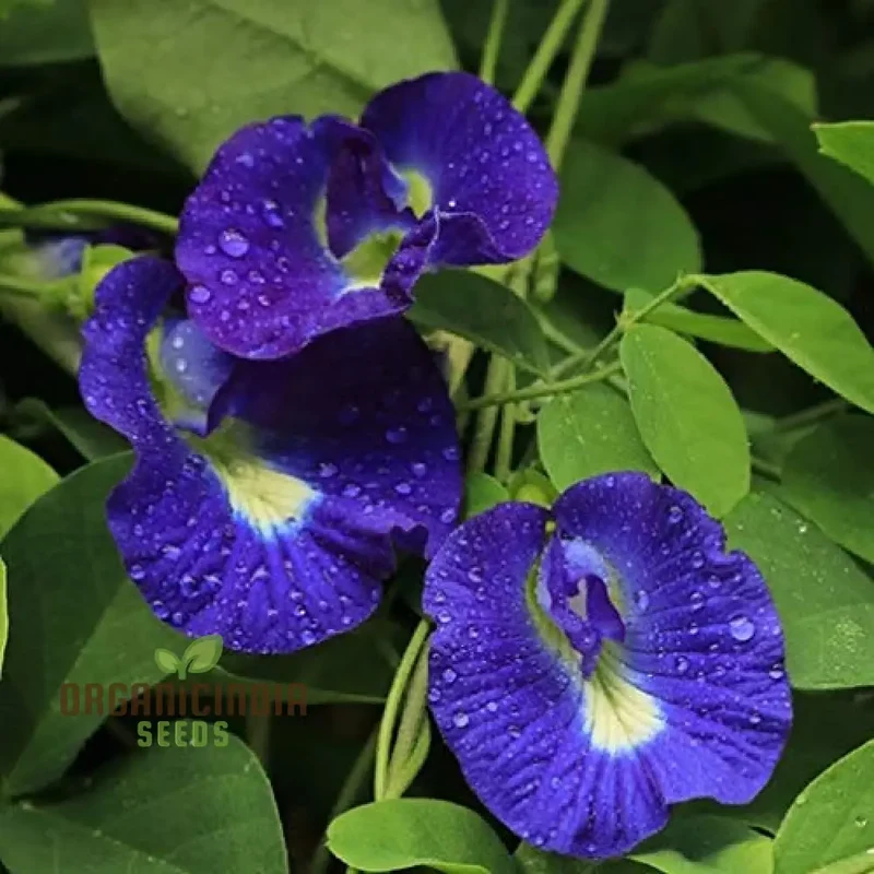 Aloe Weed Blue Flower Seeds for Planting, Complete Guide to Growing Stunning Blue Aloe Flowers
