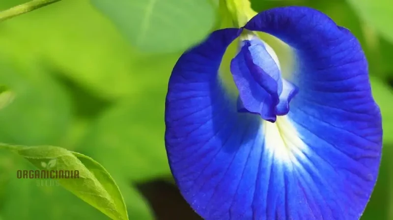 Aloe Weed Blue Flower Seeds for Planting, Complete Guide to Growing Stunning Blue Aloe Flowers